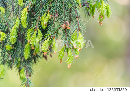 Closeup of fir branches with young buds. Spring nature concept. Fir branches with fresh shoots 128655820