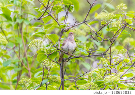Thrush Nightingale, Luscinia luscinia. A bird sits on a tree branch and sings 128655832