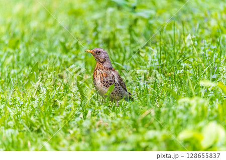 Wood bird Fieldfare, Turdus pilaris, on a sprng lawn. Wood bird Fieldfare, Turdus pilaris, on a sprng lawn. 128655837