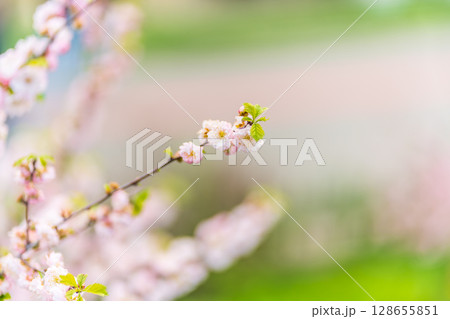 Beautiful Pink Flowers of Prunus triloba, Blossom, pink flowers. Prunus triloba, sometimes called flowering plum or flowering almond, a name shared with Prunus jacquemontii 128655851