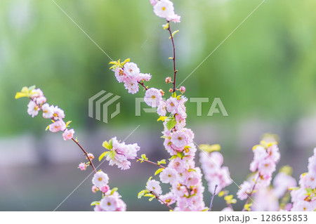 Beautiful Pink Flowers of Prunus triloba, Blossom, pink flowers. Prunus triloba, sometimes called flowering plum or flowering almond, a name shared with Prunus jacquemontii 128655853