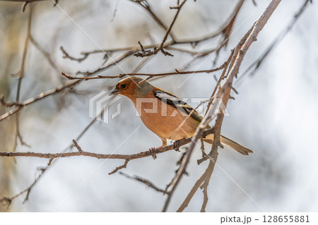 Common chaffinch, Fringilla coelebs, sits on a tree. Common chaffinch in wildlife. Common chaffinch, Fringilla coelebs, sits on a tree. Common chaffinch in wildlife. 128655881
