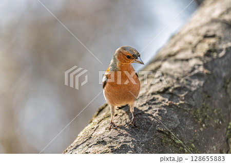 Common chaffinch, Fringilla coelebs, sits on a tree. Common chaffinch in wildlife. 128655883