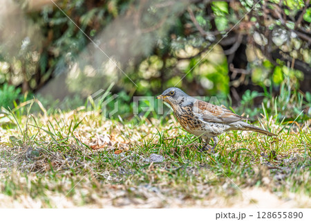 Wood bird Fieldfare, Turdus pilaris, on a sprng lawn. 128655890