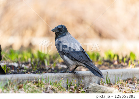 Hooded crow, corvus cornix, standing on the lawn in the spring or summer 128655893