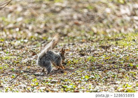 Squirrel in autumn or spring with nut on the green grass with fallen yellow leaves Squirrel in autumn or spring with nut on the green grass with fallen yellow leaves 128655895