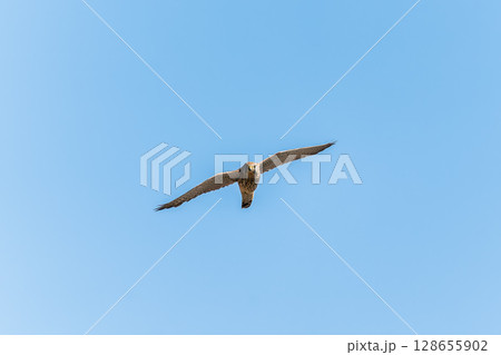 Common kestrel, Falco tinnunculus, hovered in the air in search of prey Common kestrel, Falco tinnunculus, hovered in the air in search of prey 128655902
