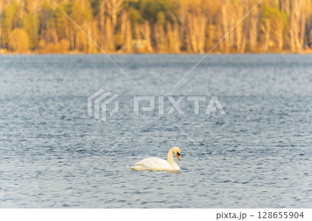 Graceful white Swan swimming in the lake, swans in the wild. Portrait of a white swan swimming on a lake. 128655904