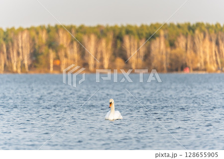 Graceful white Swan swimming in the lake, swans in the wild. Portrait of a white swan swimming on a lake. 128655905