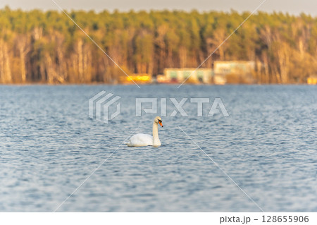 Graceful white Swan swimming in the lake, swans in the wild. Portrait of a white swan swimming on a lake. 128655906
