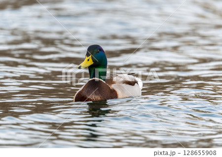 Duck swims in the pond. 128655908