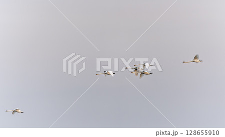 Flying swans. Blue sky background. Swans: Mute Swan. Cygnus olor. Flock of swans gliding gracefully through the morning sky at dawn. 128655910