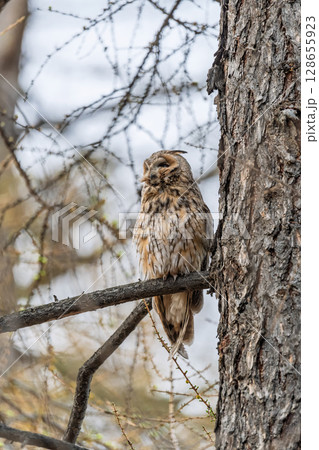 Long-eared owl (Asio otus), looking forward with wide opened eyes 128655923