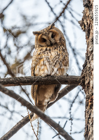 Long-eared owl (Asio otus), looking forward with wide opened eyes Long-eared owl (Asio otus), looking forward with wide opened eyes 128655925
