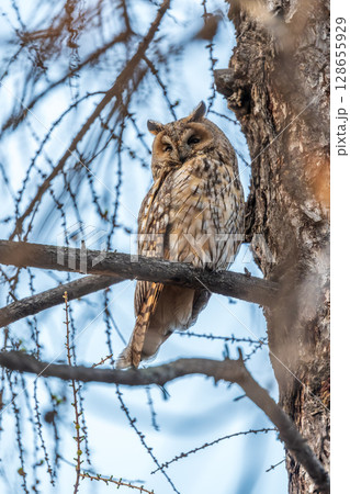 Long-eared owl (Asio otus), looking forward with wide opened eyes Long-eared owl (Asio otus), looking forward with wide opened eyes 128655929
