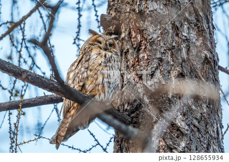 Long-eared owl (Asio otus), looking forward with wide opened eyes Long-eared owl (Asio otus), looking forward with wide opened eyes 128655934