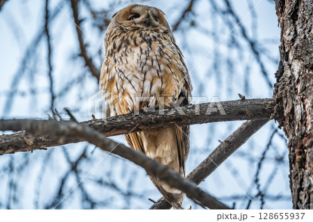 Long-eared owl (Asio otus), looking forward with wide opened eyes 128655937