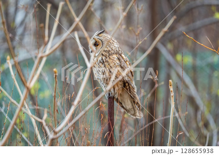 Long-eared owl (Asio otus), looking forward with wide opened eyes Long-eared owl (Asio otus), looking forward with wide opened eyes 128655938