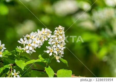 White flowers blooming bird cherry. Close-up of a Flowering Prunus padus Tree with White Little Blossoms 128655954