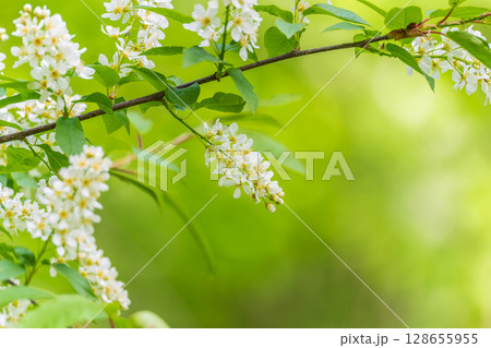 White flowers blooming bird cherry. Close-up of a Flowering Prunus padus Tree with White Little Blossoms 128655955