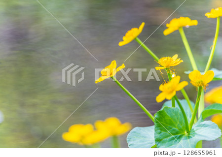 Yellow flowers of Caltha palustris, known as marsh-marigold and kingcup. 128655961