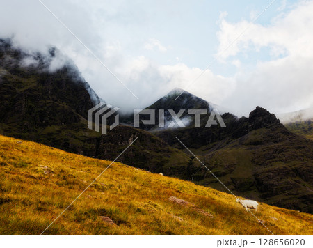 The image presents a stark contrast, a peaceful sheep against a rugged, imposing mountain range partially veiled in mist. 128656020