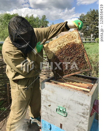 An unknown beekeeper in a black mosquito mask opens a hive containing a queen bee and bees. A bee frame in the hands of a man at an apiary in the summer. The concept of beekeeping An unknown beekeeper in a black mosquito mask opens a hive containing a queen bee and bees. A bee frame in the hands of a man at an apiary in the summer. The concept of beekeeping 128656419