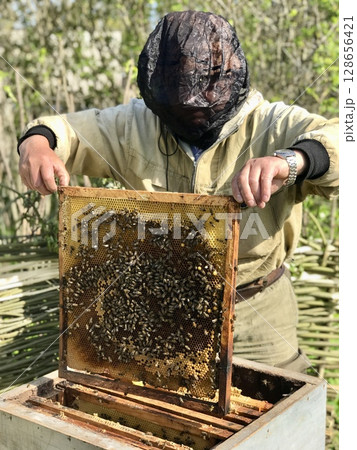 An unknown beekeeper in a black mosquito mask opens a hive containing a queen bee and bees. A bee frame in the hands of a man at an apiary in the summer. The concept of beekeeping 128656421
