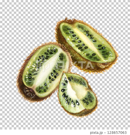Kiwi fruits with brown skin, half of a quarter of a kiwi fruit with green flesh, black seeds. . Watercolor botanical clipart of ripe kiwi for design of drinks, food, dessert Kiwi fruits with brown skin, half of a quarter of a kiwi fruit with green flesh, black seeds. . Watercolor botanical clipart of ripe kiwi for design of drinks, food, dessert 128657063