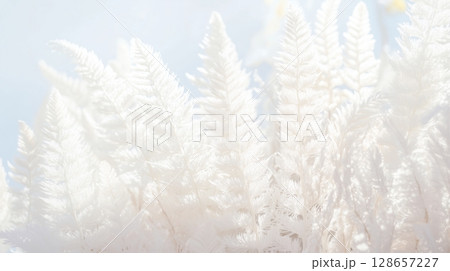Soft white ferns creating a delicate and airy texture Soft white ferns creating a delicate and airy texture 128657227