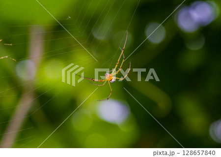 巣を張り獲物を待つシロカネグモ 128657840