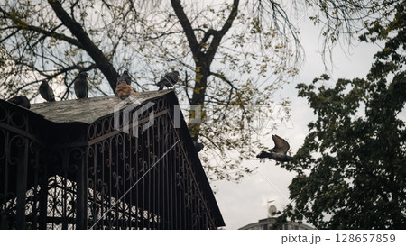 Pigeons on Roof under Cloudy Sky 128657859