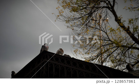 Pigeons on Roof under Cloudy Sky 128657861