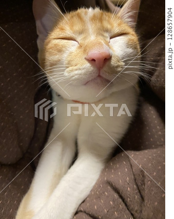 寝てる猫 128657904
