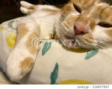 寝る猫 128657907