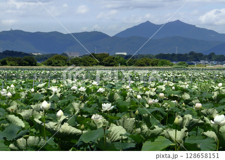 ロマンチック茨城（筑波山を望む広大な蓮畑レンコンの生産量、日本最大の地。）霞ヶ浦湖畔・土浦市 128658151
