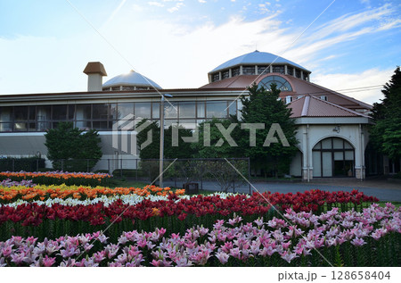 埼玉県深谷市アクアパラダイスパティオ　朝咲き誇る美しい百合 128658404