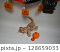 ハロウィンを楽しむ子猫 128659033