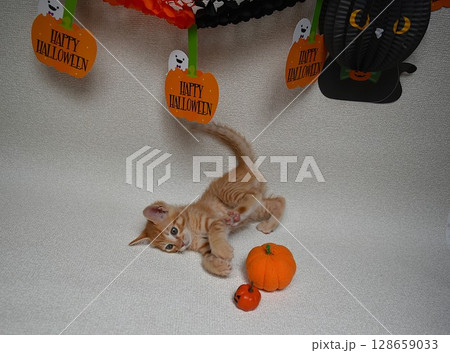 ハロウィンを楽しむ子猫 128659033