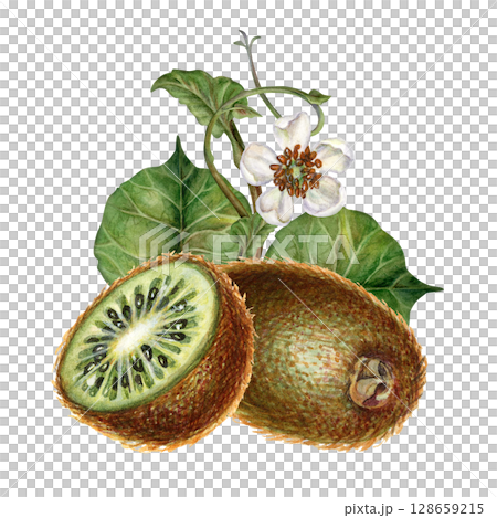 Large whole kiwi fruits with brown skin, half of kiwi with white flowers, green leaf. Watercolor hand drawn botanical clipart of ripe kiwi for design of juice, cocktail, jam, drink, food, vegetarian Large whole kiwi fruits with brown skin, half of kiwi with white flowers, green leaf. Watercolor hand drawn botanical clipart of ripe kiwi for design of juice, cocktail, jam, drink, food, vegetarian 128659215