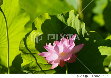 ピンクの蓮の花とクマバチ　　 128659382