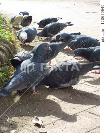 公園に集まるカワラバト（ドバト） 128659649