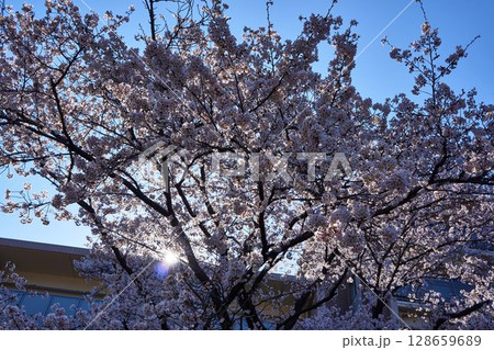 神奈川県川崎市　麻生川の桜並木 128659689