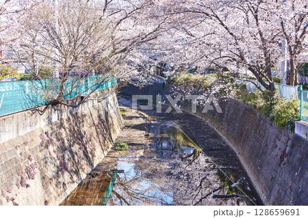 神奈川県川崎市　麻生川の桜並木 128659691