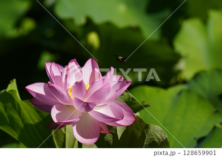 ピンクの蓮の花と周りを飛ぶクマバチ ピンクの蓮の花と周りを飛ぶクマバチ 128659901
