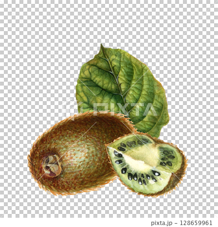 Kiwi with brown skin, cut quarter of kiwi fruit with green flesh, seeds and green leaves. Watercolor drawn botanical clipart of ripe kiwi for interior decoration, labels of jams, drinks, food, dessert Kiwi with brown skin, cut quarter of kiwi fruit with green flesh, seeds and green leaves. Watercolor drawn botanical clipart of ripe kiwi for interior decoration, labels of jams, drinks, food, dessert 128659961