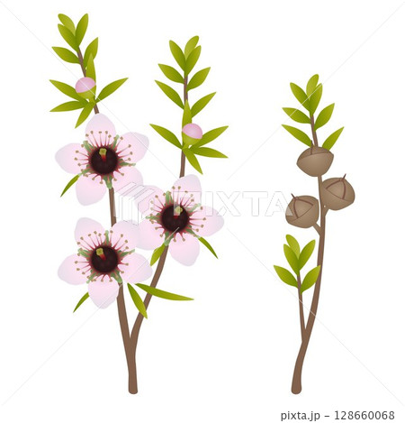 Branches with flowers and manuka fruits on white background.. 128660068