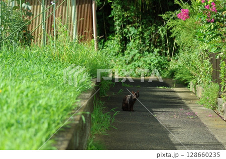 散歩する猫 128660235