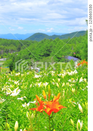 黄金アカシアと花の丘 黄金アカシアと花の丘 128660380