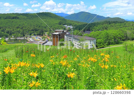 黄金アカシアと花の丘    128660398